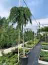 Кедр гималайский Пендула штамб Cedrus deodara Pendula 70л (И)