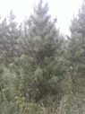 Кедр (сосна кедровая) 4.0 – 4.5м.