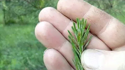 КАК КЕДР ОТЛИЧИТЬ ОТ СОСНЫ