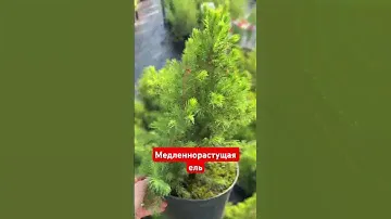Можно ли купить ель, которая растет медленно?