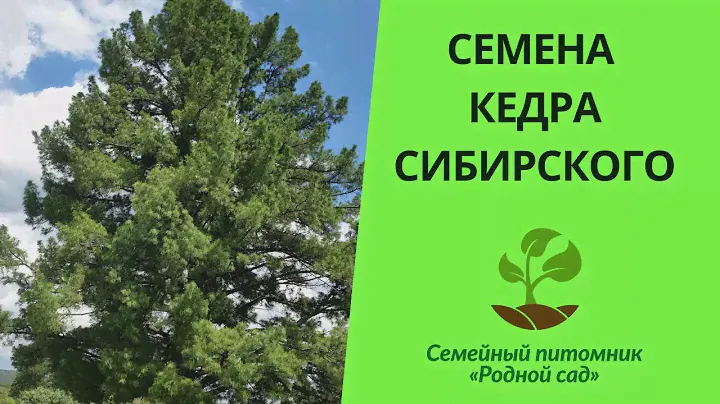Семена кедра сибирского для выращивания саженцев в Украине. Характеристика и описание
