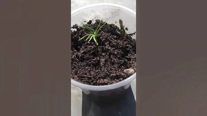 Итоги выращивания рассады кедра