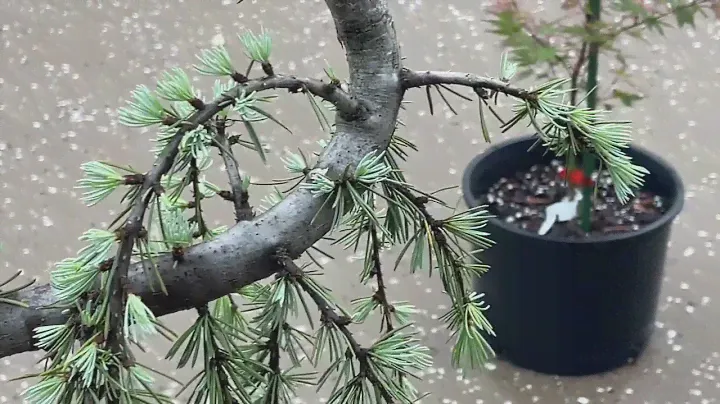 Cedrus Atlantica “Glauca Pendula” Weeping Blue Atlas Cedar