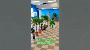 Комнатные растения со всего мира!!! Цветы Бонсай +79100092670