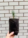 Кедр сибирский двухлетка, саженец 1 шт
