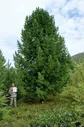 Рассада, саженцы, кустарники, деревья 24kedr. ru Деревья (крупномер), кедр сибирский, премиум, 680-720 см.