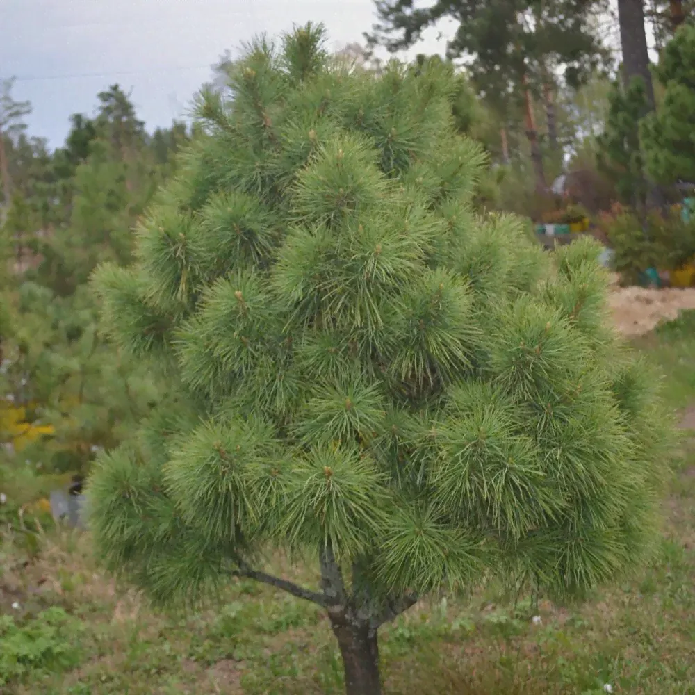 Сосна сибирская (кедр)