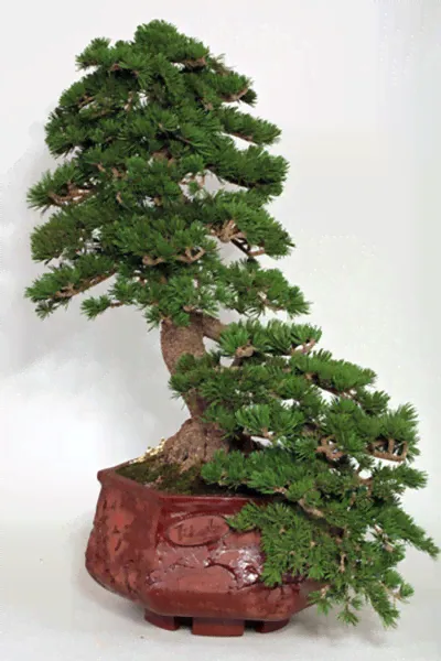 Корейский кедр