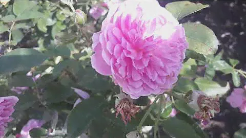 Роза Харлоу Карр ( Rosa Harlow Carr) Дэвид Остин