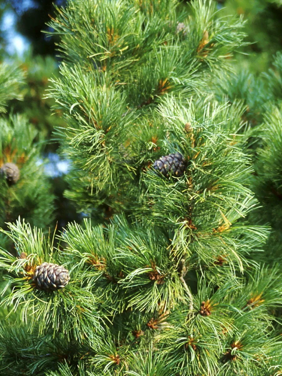 Семена Кедр сибирский (Pinus sibirica), 120 штук