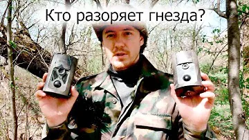 Кто разоряет гнезда дроздов? Фотоловушки ведут расследование. Часть 1
