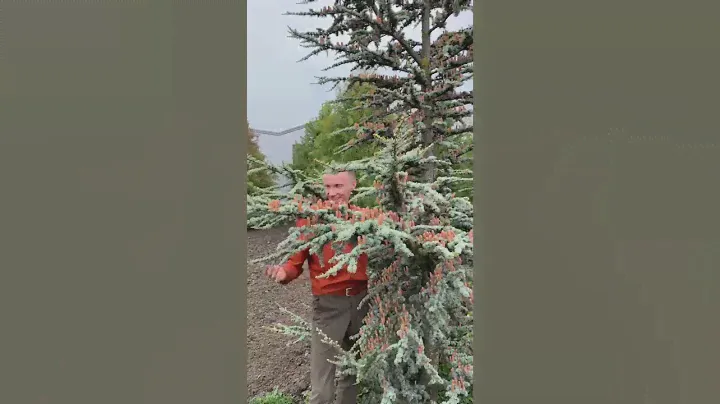 Сказочный кедр! Хотите такой на участке?