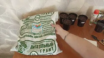 Посев семян ели Канадской густой.м-н ДАЧА г Каменск-Уральский.09.02.2023