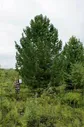 Рассада, саженцы, кустарники, деревья 24kedr. ru Деревья (крупномер), кедр сибирский, премиум, 680-720 см.