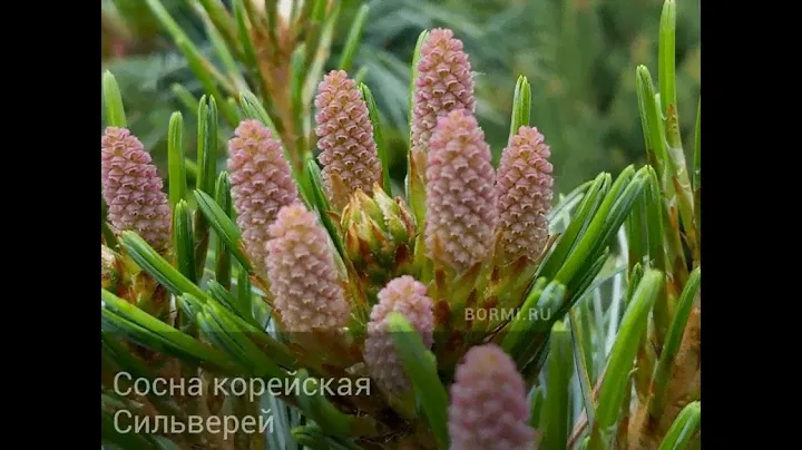 Сосна кедровая корейская Сильверей