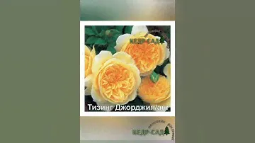 Розы Остинки, новинки. Кедр-Сад