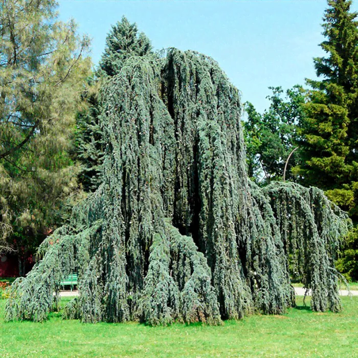 Кедр ливанский Атлантика Глаука Пендула 100-125 cm cont. 7,5L Mt