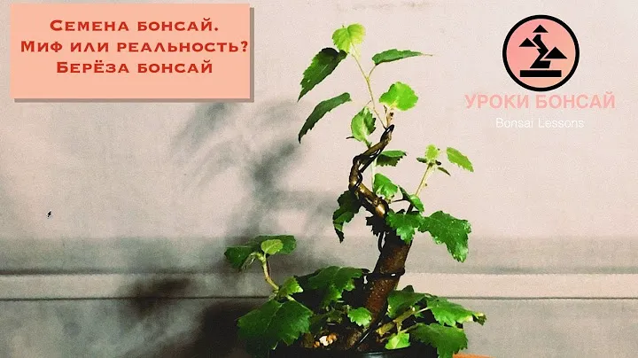 Семена бонсай это миф или реальность? Береза бонсай. Bonsai from Seed