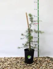 Кедр атласский (Cedrus atlantica) С2