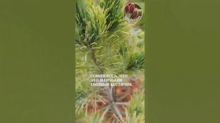 Winter Gold pine * Seedlandia.ru - семена и саженцы хвойных и лиственных растений для сада