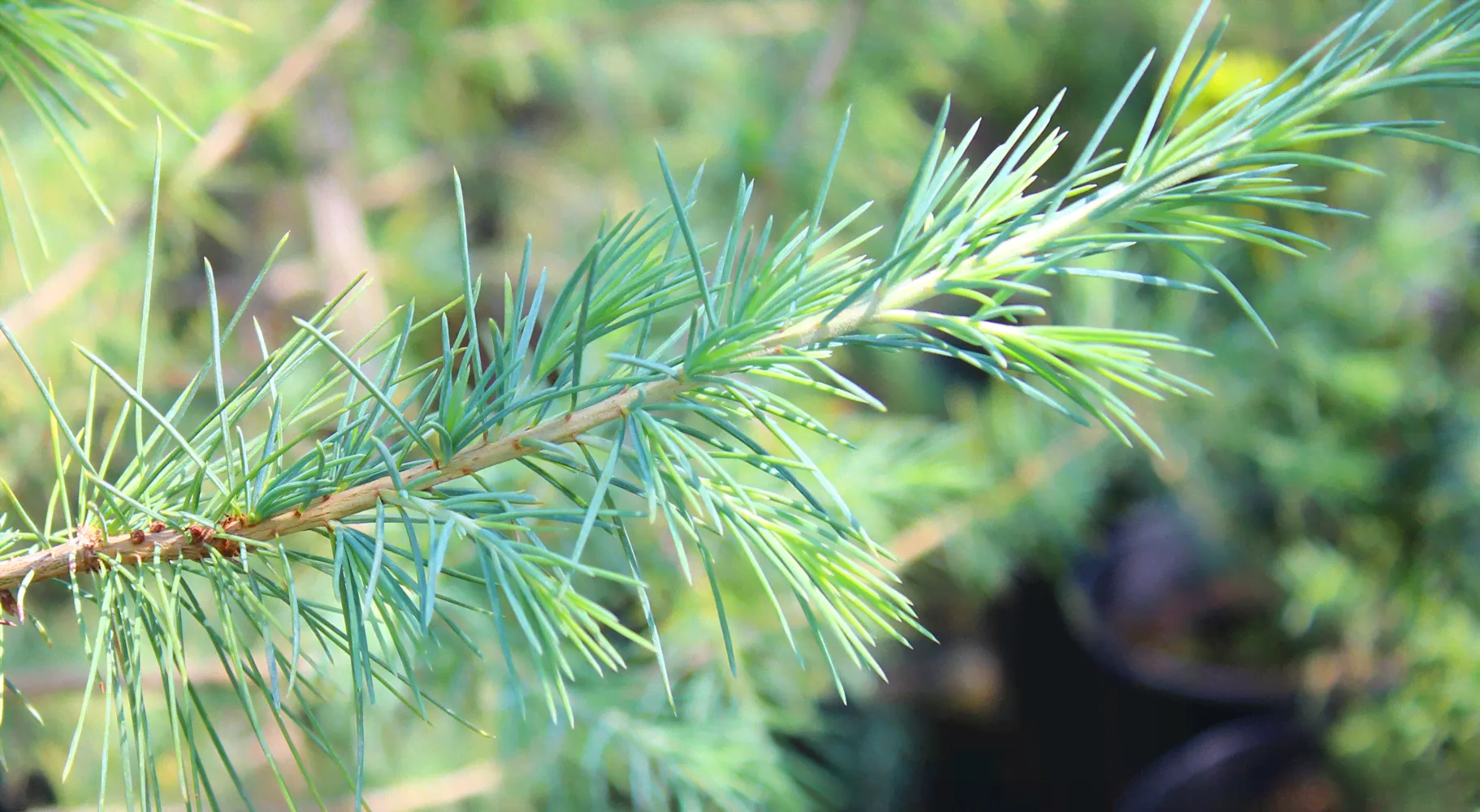 Кедр гималайский (Cedrus deodara) h 0,8-1.5м, С15