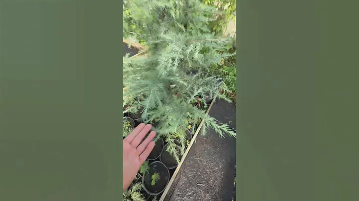 Кедр Гималайский