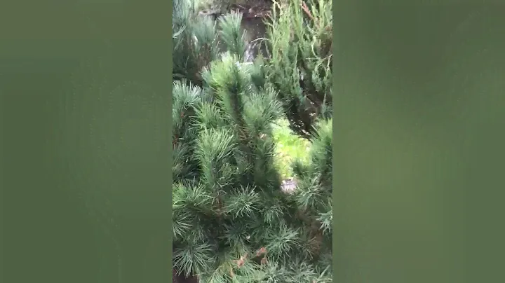 Сосна кедровая