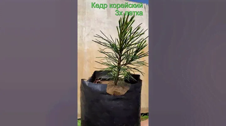 Саженцы кедр корейский  3х летка  Seedlandia.ru - семена и саженцы декоративных  растений