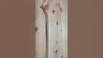 Кедр  Слэбы