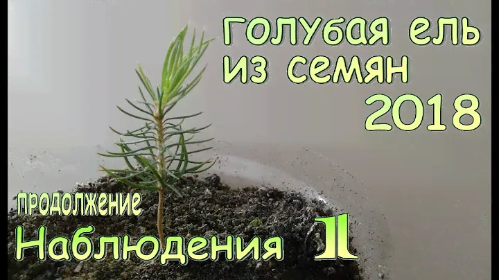 Выращивание голубой ели из семян в домашних условиях 2018 / продолжение / Наблюдения 1