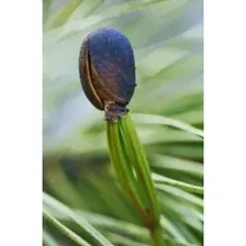Семена Сиби́рский кедр (Pinus sibirica)