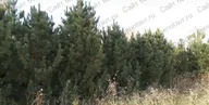 Кедр крупномер от 2-х до 6 метров