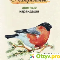 Акварельные цветные карандаши Сибирский кедр 24 цвета - отзыв